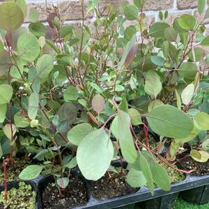 * week end sale eucalyptus sine rare 3 number seedling 24 pot set including in a package un- possible 