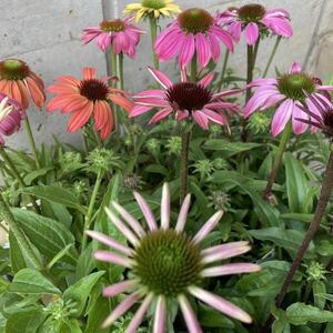 * week end sale amount 2 enduring cold .. root echinacea leaving a decision to someone else Mix 4 pot 