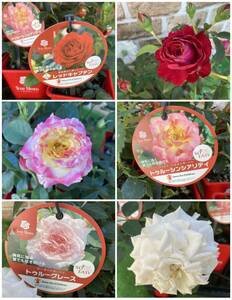 * первый лето. роза роза tu Roo Bloom 3 вид Mix 4 номер 5 месяц 18 фотосъемка 11 горшок комплект 