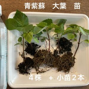 青紫蘇　大葉　苗　4本　+ 小苗2本