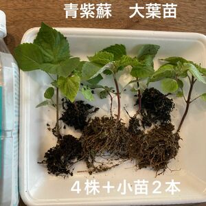 青紫蘇　大葉苗　4株＋小苗2本