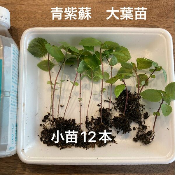 青紫蘇　大葉苗　小苗12本