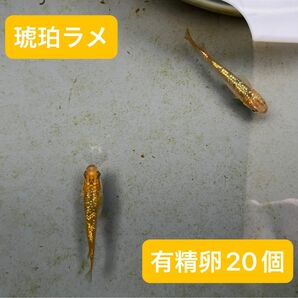 琥珀ラメ有精卵20個＋α