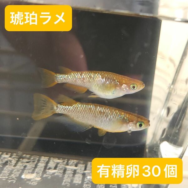 琥珀ラメ有精卵30個＋α