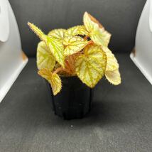 ベゴニア sp. タイランド　Begonia sp.Thailand　1_画像1