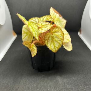 ベゴニア sp. タイランド　Begonia sp.Thailand　1