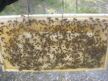 ◎◇★西洋蜜蜂ミツバチ　３枚群　1円スタート　N_画像4