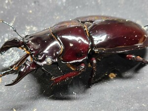 赤レギウスホワイトアイ ♂単品 ♂68.5赤みは写真で確認。未後食 ⑤