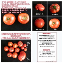 訳あり 赤土トマト ２ｋｇ 訳アリ 大玉トマト 大玉とまと 高糖度 トマト 旨味 ミネラル成分 豊富 とまと ビタミンC リコピン お試し 自宅用_画像6