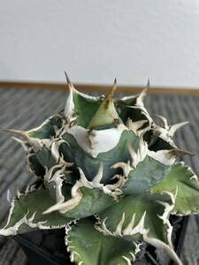 [ not yet departure root . stock ]CJ special agave chitanota[mr.kusamura]