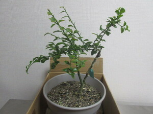 da- Ram emerald *. production kind * finger lime * connection tree seedling 2 year * goods kind decision seedling * forest. caviar * Australia . production *1 jpy start 