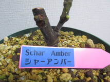 シャーアンバー☆Schar Amber☆高糖度☆いちじく☆無花果☆苗木☆挿木☆☆１円スタート☆イチジク_画像2