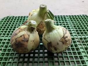  Awaji Island production new onion with translation 5 kilo 