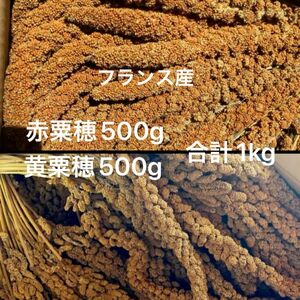 フランス産　赤粟穂　黄色粟穂　　1kg