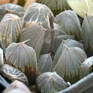 ■10 cooperi黒斑（２株） ブラックオブツーサ錦 海ぶどう ハオルチア 多肉植物の画像7