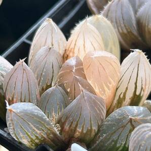 ■10 cooperi黒斑（２株） ブラックオブツーサ錦 海ぶどう ハオルチア 多肉植物の画像4