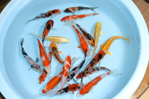  Hamamatsu production colored carp Mix 2 -years old 30 pcs set ⑧