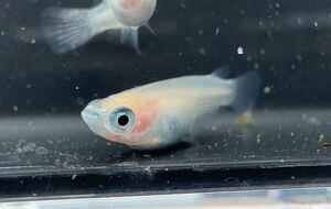 白めだか　若魚　産卵中の個体からランダムに5匹　雌雄無選別 A2