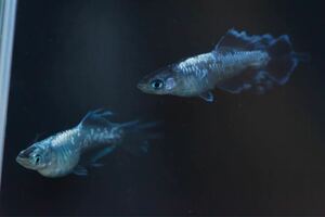 スペード　稚魚10匹＋　キッシングワイドフィン　スワロー　ブラックタイプ　普通体型光因子持ちと混合採卵
