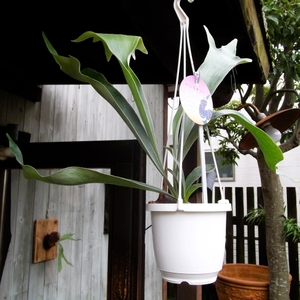 人気観葉植物のビカクシダを育てよう「プラティセリウム・ビフルカツム 吊り」４号　写真同等品