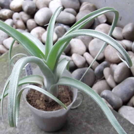 土に植えなくても育つエアプランツ「チランジア・カーリースリム」2.5号　写真同等品