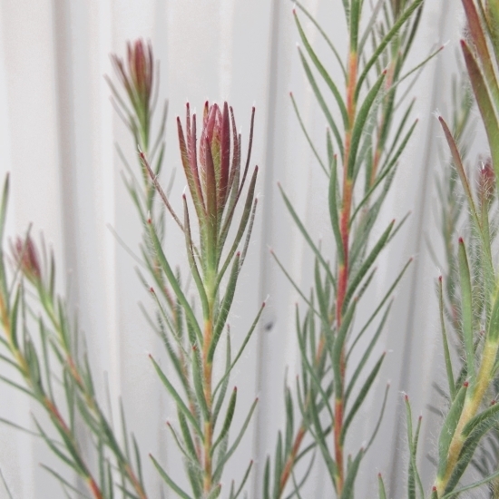 柔らかい銀葉は寒さでパープルに色づく「リューカデンドロン・ケープスパイス」４号　写真同等品