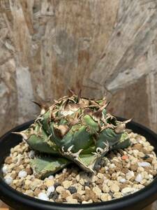  agave chitanota../. stock ②