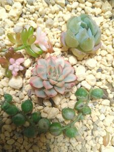 斑入り　錦　ミニセット　メビナ錦 多肉植物 韓国苗