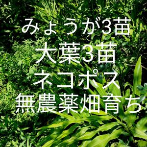 みょうが3苗　大葉3苗　土付きネコポス　無農薬畑育ち　きれいな空気で育てています　青じそ苗茗荷苗　ミョウガ　香味野菜苗　薬味野菜苗