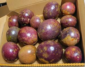  with translation fruits also beautiful taste ..!! Okinawa production passionfruit pesticide un- use! processing for ....!