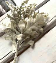 【造花】ダスティミラー シロタエギク ピック 10本 フェイクグリーン アーティフィシャルフラワー ハンドメイド 材料 白妙菊 まとめて_画像6