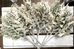 【造花】ダスティミラー シロタエギク ピック 10本 フェイクグリーン アーティフィシャルフラワー ハンドメイド 材料 白妙菊 まとめて