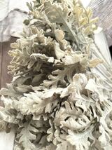 【造花】ダスティミラー シロタエギク ピック 10本 フェイクグリーン アーティフィシャルフラワー ハンドメイド 材料 白妙菊 まとめて_画像2