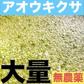 水草　アオウキクサ　300株程度