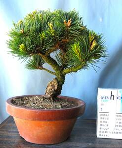 .. leaf pine h