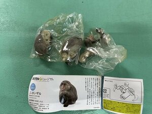 海洋堂 カプセルQミュージアム 日本の動物コレクション 　東北/北限のサル 　 ニホンザル