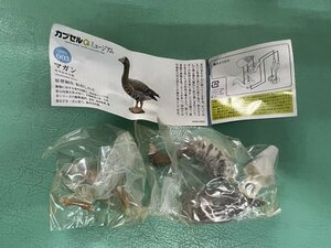 海洋堂 カプセルQミュージアム 日本の動物コレクション 　東北/北限のサル 　マガン