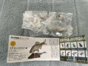 海洋堂☆カプセルQ 日本の動物☆琵琶湖/母なる古代湖　　イチモンジタナゴ（雌）