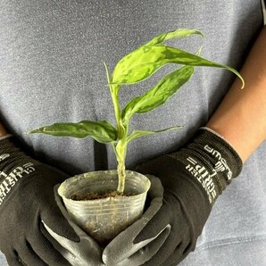 Y090「細葉・大株」Aglaonema pictum tricolor 'Star Spot' (台湾株)【3/26輸入・アグラオネマ・ピクタム・トリカラー・アロイド】の画像2