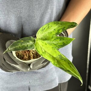 Y090「細葉・大株」Aglaonema pictum tricolor 'Star Spot' (台湾株)【3/26輸入・アグラオネマ・ピクタム・トリカラー・アロイド】