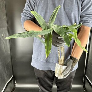 Y096「特大株」Alocasia zebrina 'Tigrina Superba'【3/26輸入・アロカシア・ゼブリナ・ティグリナ・スパーバ・クワズイモ・アロイド】
