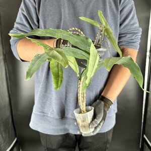 Y097「特大株」Alocasia zebrina 'Tigrina Superba'【3/26輸入・アロカシア・ゼブリナ・ティグリナ・スパーバ・クワズイモ・アロイド】