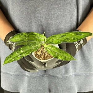 Y126「細葉・大株」Aglaonema pictum tricolor 'Star Spot' (台湾株)【3/26輸入・アグラオネマ・ピクタム・トリカラー・アロイド】