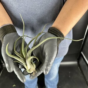 Y158 Tillandsia caput-medusae ( Taiwan stock )[3/26 import *chi Ran jia(ti Ran jia)* capsule tomete.-sae]