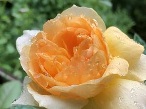  роза рассада абсолютно приобретение невозможно . супер редкостный товар вид [ orange *jure] чуть более .