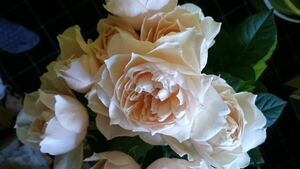  роза рассада трудно найти супер редкостный популярный срезанный цветок товар вид [sorube*peshe Blanc ] контактный дерево 7 номер 