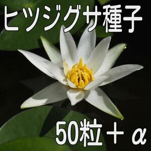 【50粒＋α】ヒツジグサ（未草・スイレン）の種子