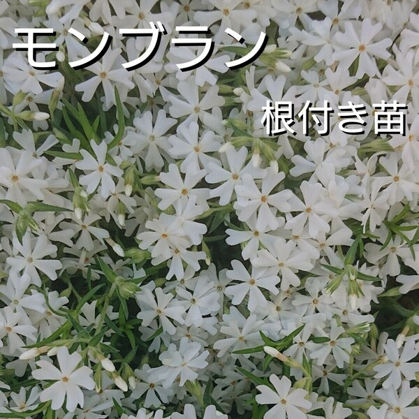 【ネコポス】芝桜 モンブラン根付き苗１０本