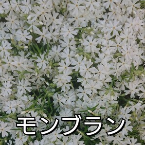 【ネコポス】芝桜 モンブラン挿し穂３０本