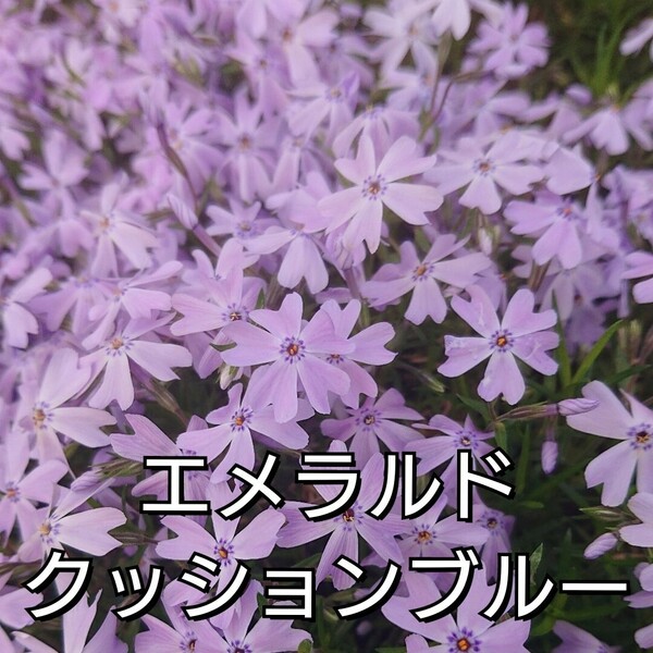 【ネコポス】処分価格 芝桜エメラルドクッションブルー６cmポット苗６点セット